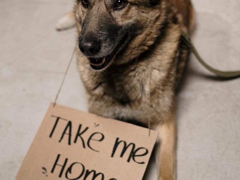 Various types of premium dog food in bowls on a kitchen counter