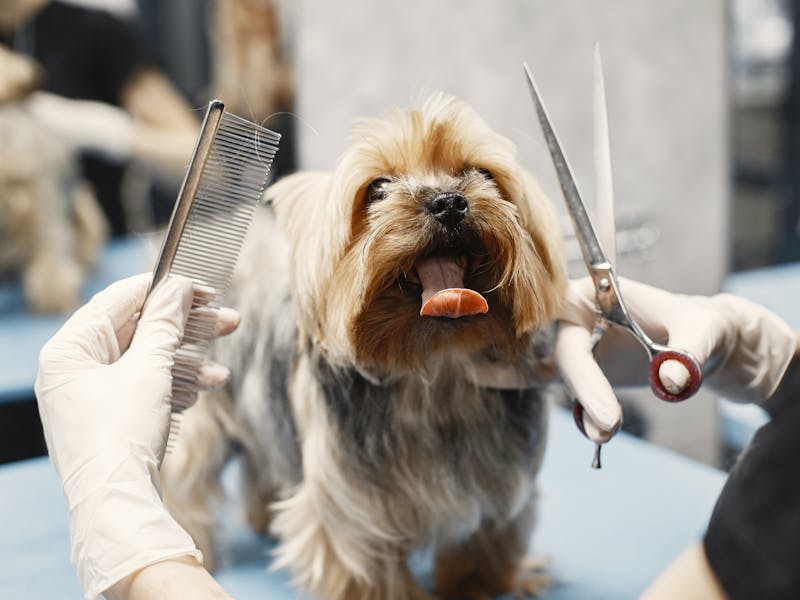 Professional groomer brushing a happy dog during a grooming session