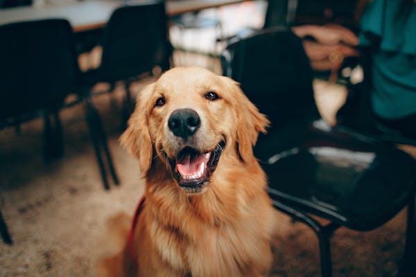 Golden retriever playing fetch at a dog park