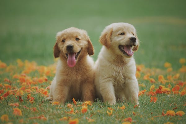 Labrador Retriever sitting in a sunny garden