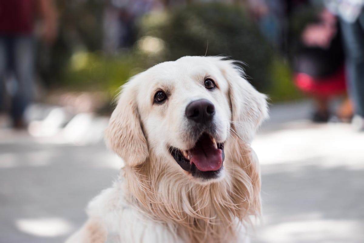 Happy golden retriever sitting in a sunlit room