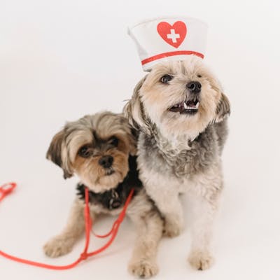 Nylabone Dura Chew textured bone for large dogs